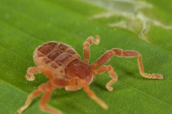 Media type: image;   Invertebrate Zoology 30915
